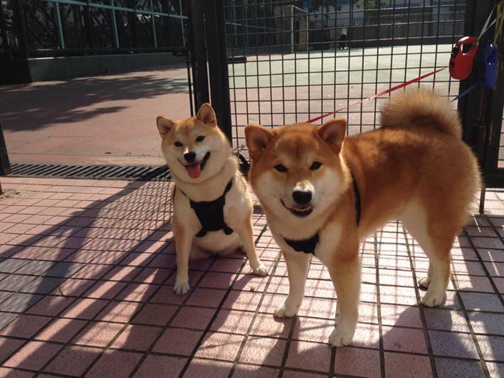 希腊怪兽统治丹佛！字母哥36+18打碎MVP对决悬念，雄鹿主场完胜掘金