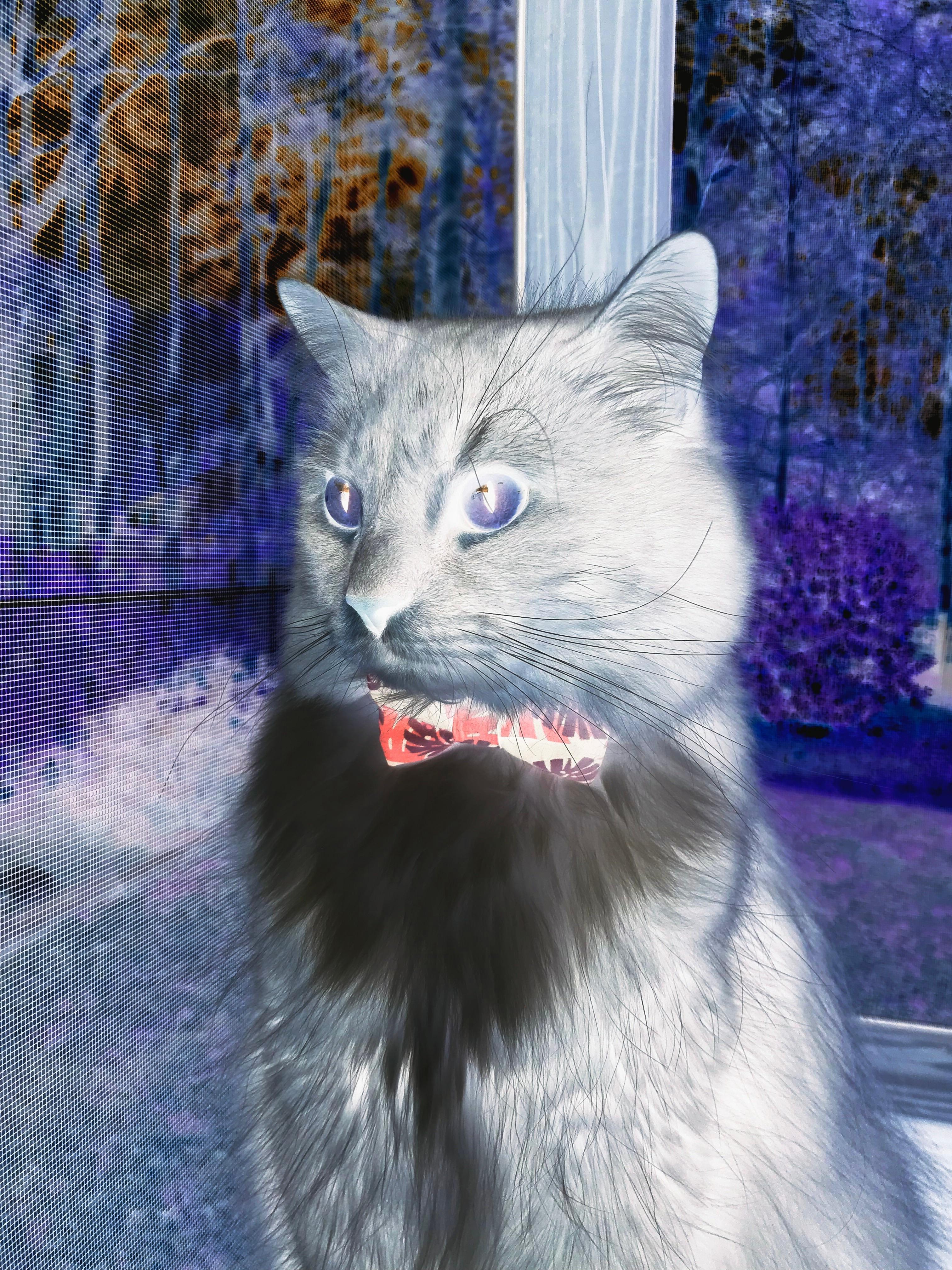 扛鼎之战,王皓闪耀,波兰队逆转韩国队