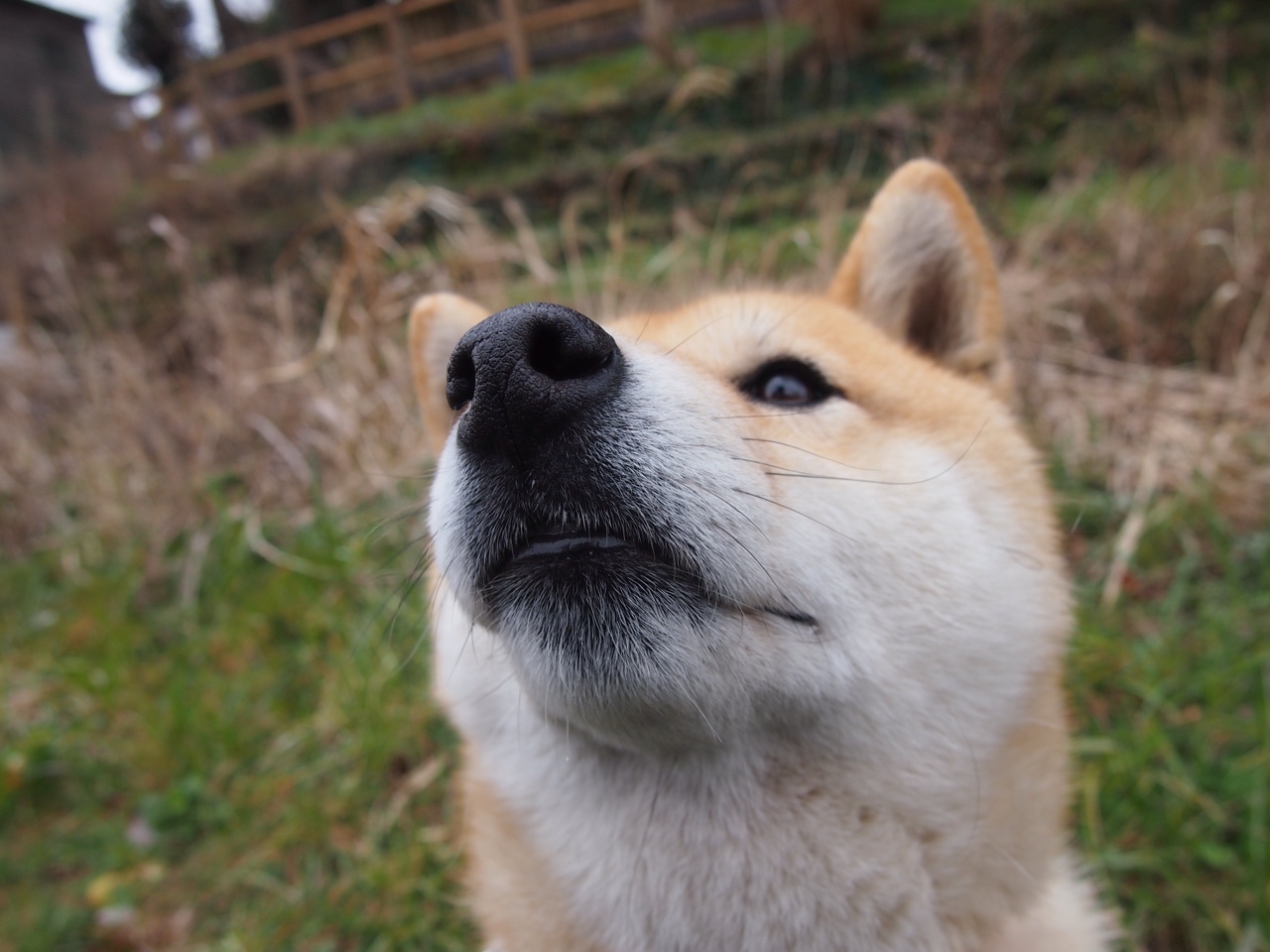 绝杀!红牛二队逆袭迈凯伦,拉塞尔孤胆英雄扛起全队
