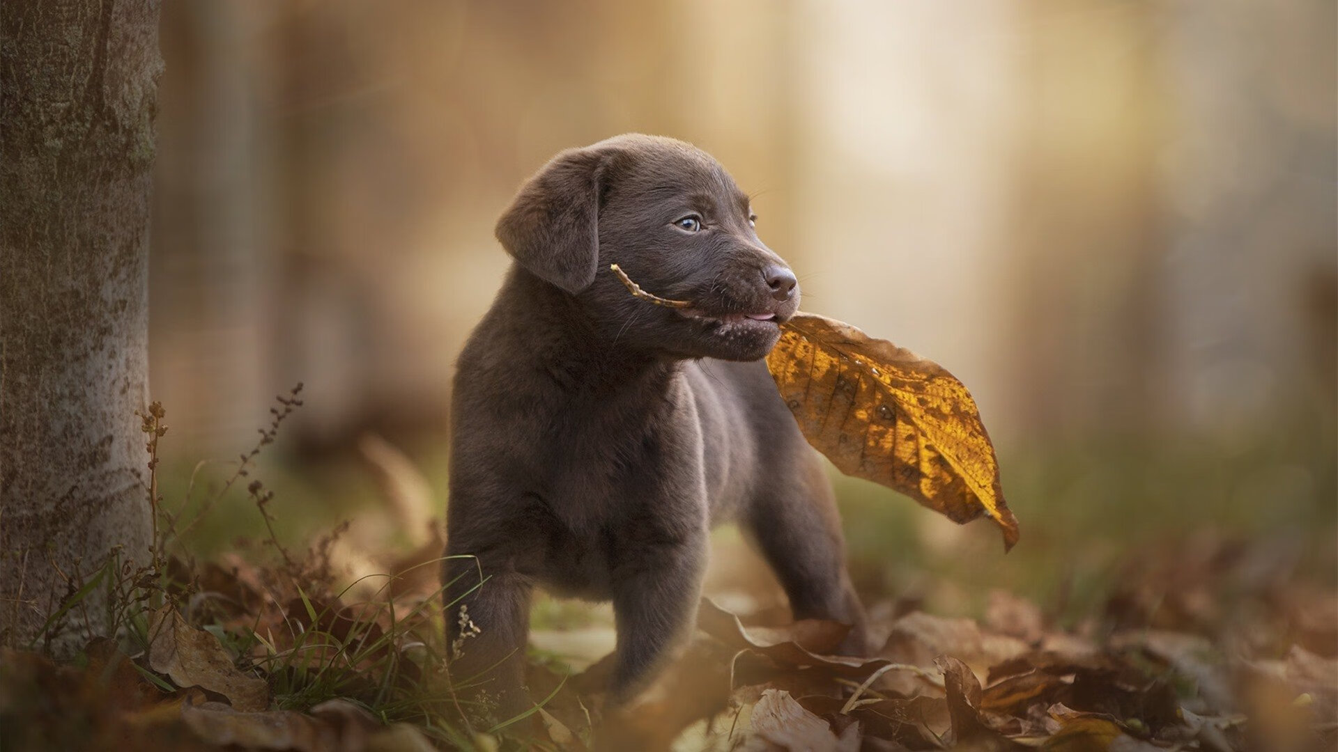 爱游戏体育-联合杯绝杀拉沃尔杯，辛纳唯一统治全场的传奇之战