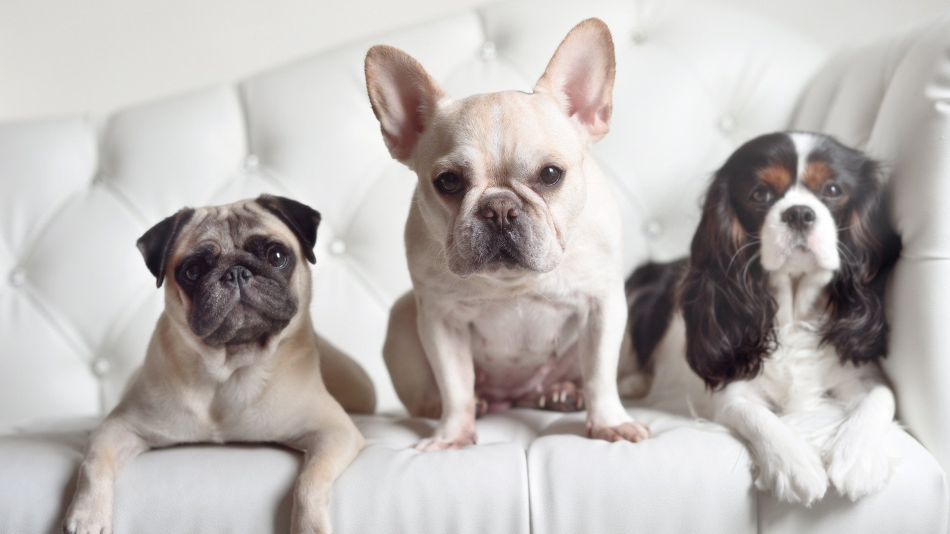 平行宇宙激战，广东队史诗逆转篮网，戈贝尔率队重塑团队篮球