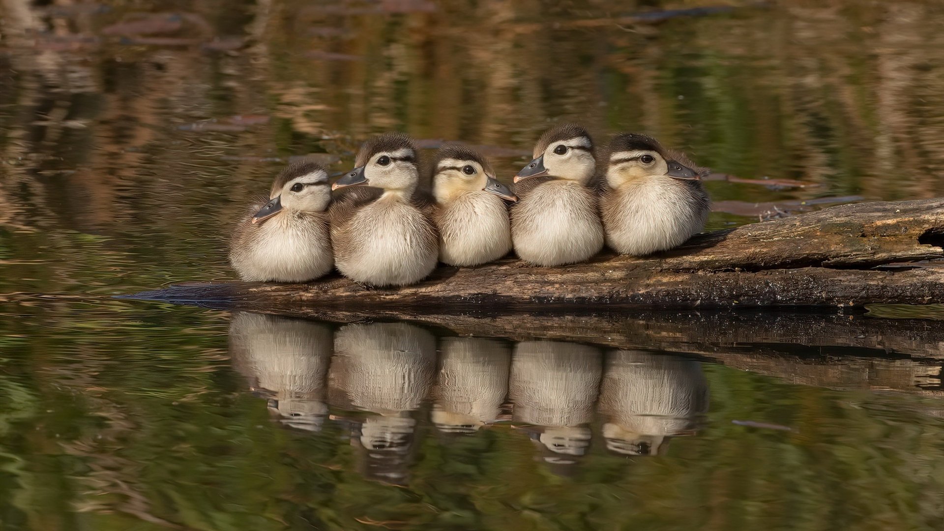 北境奇迹!浙江队史诗翻盘,布克一剑封喉强行终结森林狼连胜