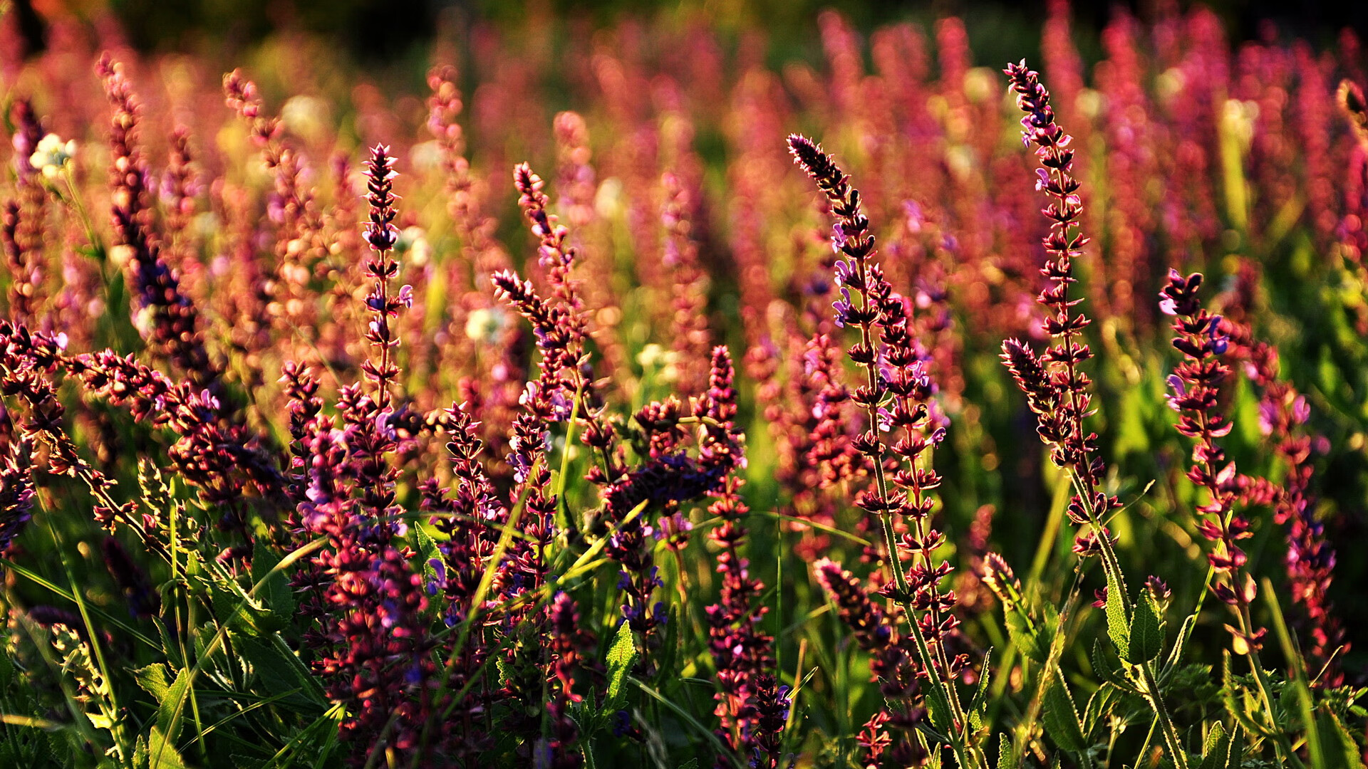 爱游戏入口-当国家队掀翻俱乐部战舰，几内亚淘汰勒沃库森的唯一性对决，坎特如何成为跨界关键先生