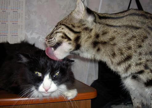 沉默的绞索，哈利伯顿如何用一场教科书式防守导演惊天逆转