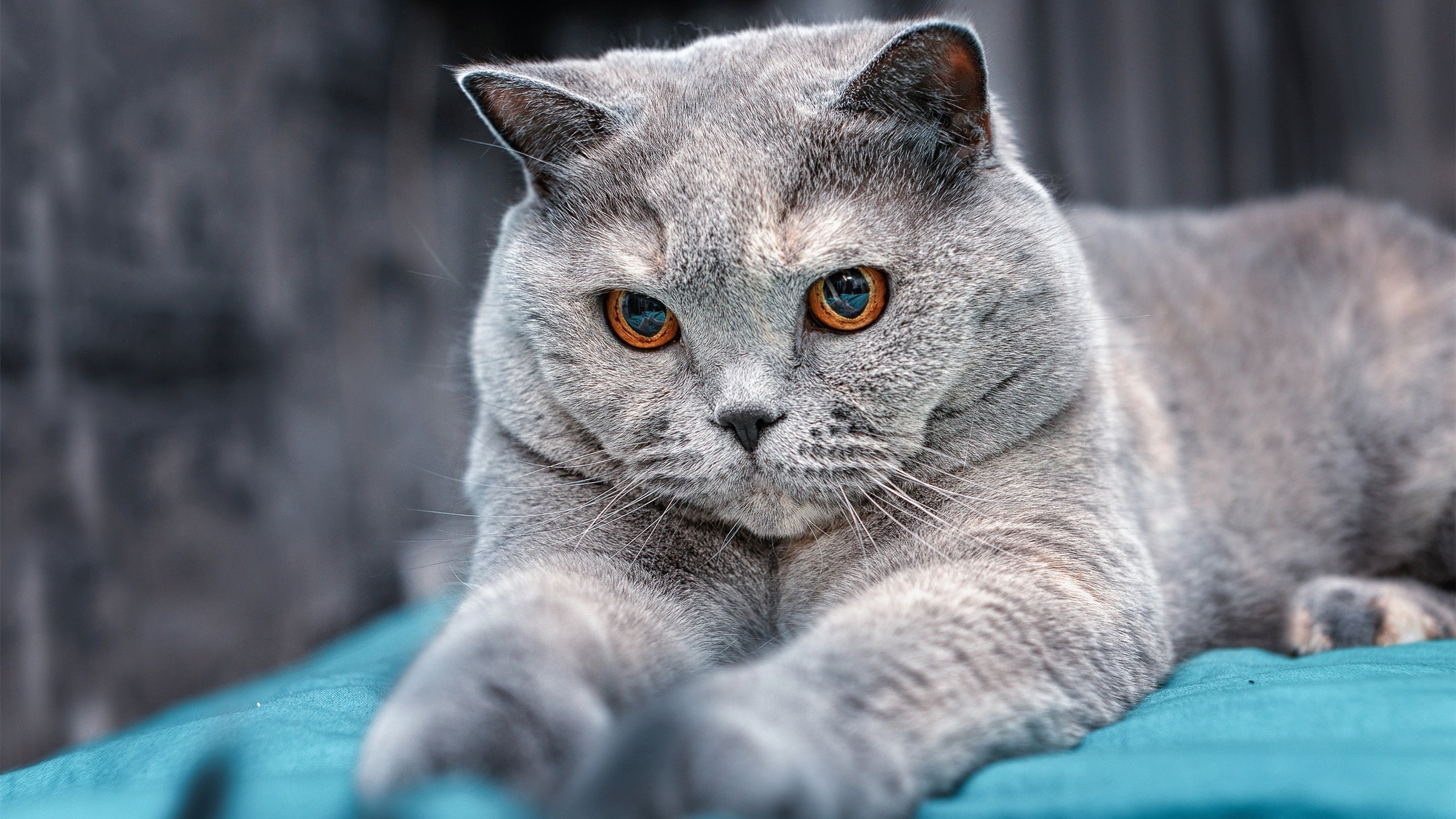 贝恩的幽灵时刻,当数据溢出屏幕,篮球显现新维度