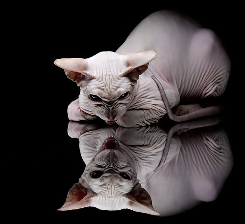 爱游戏tv-北欧闪电击穿南美铁壁，当芬兰速度定义欧冠淘汰赛新逻辑