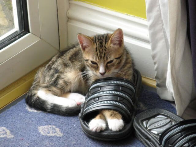 特奥闪耀友谊赛,非洲雄狮力克蓝黑军团—一场跨越国界的足球对话