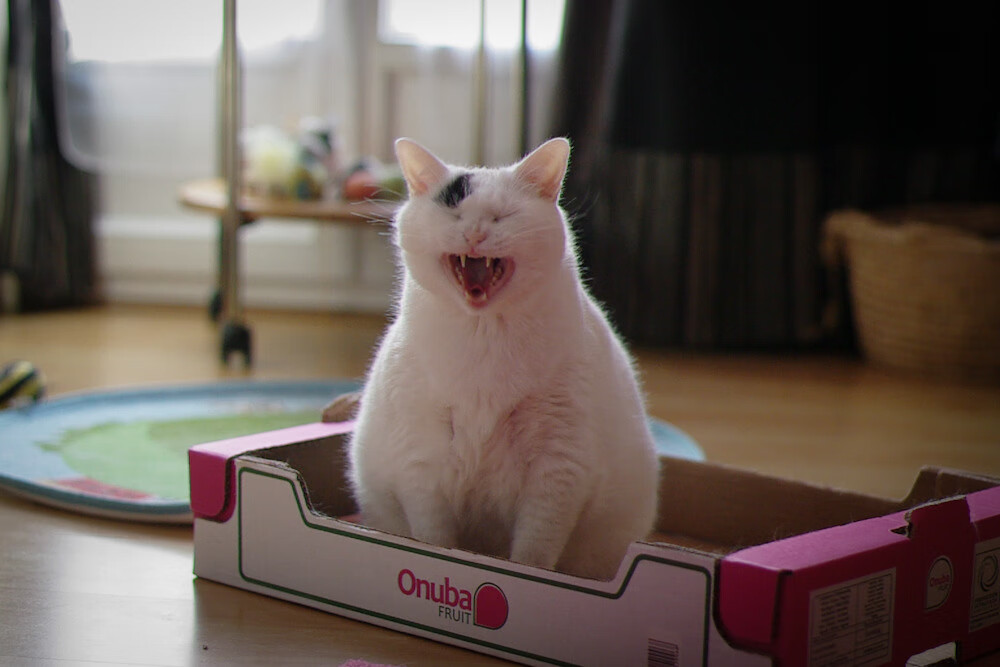 新时代克星诞生!文班亚马封神之战,灰熊撕碎勇士体系