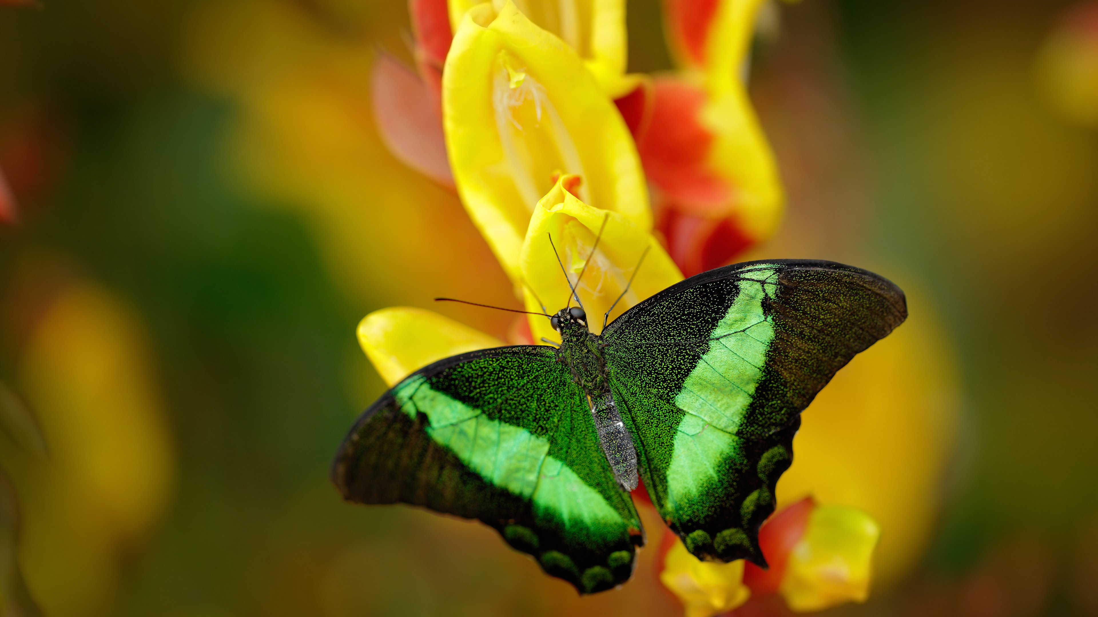 次元破壁，当灰熊的一波流席卷五棵松，哈利伯顿在F1街道上演接管艺术