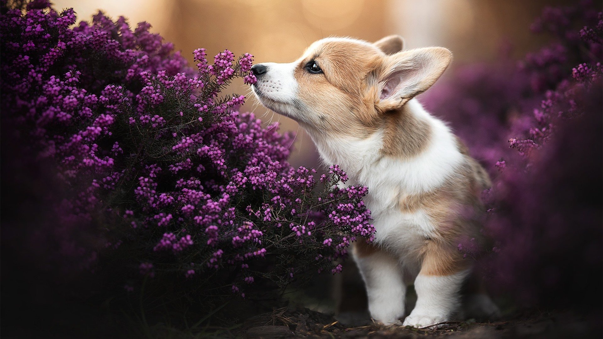 独舞与烈焰,莫兰特的孤星闪耀与热火的集体胜利