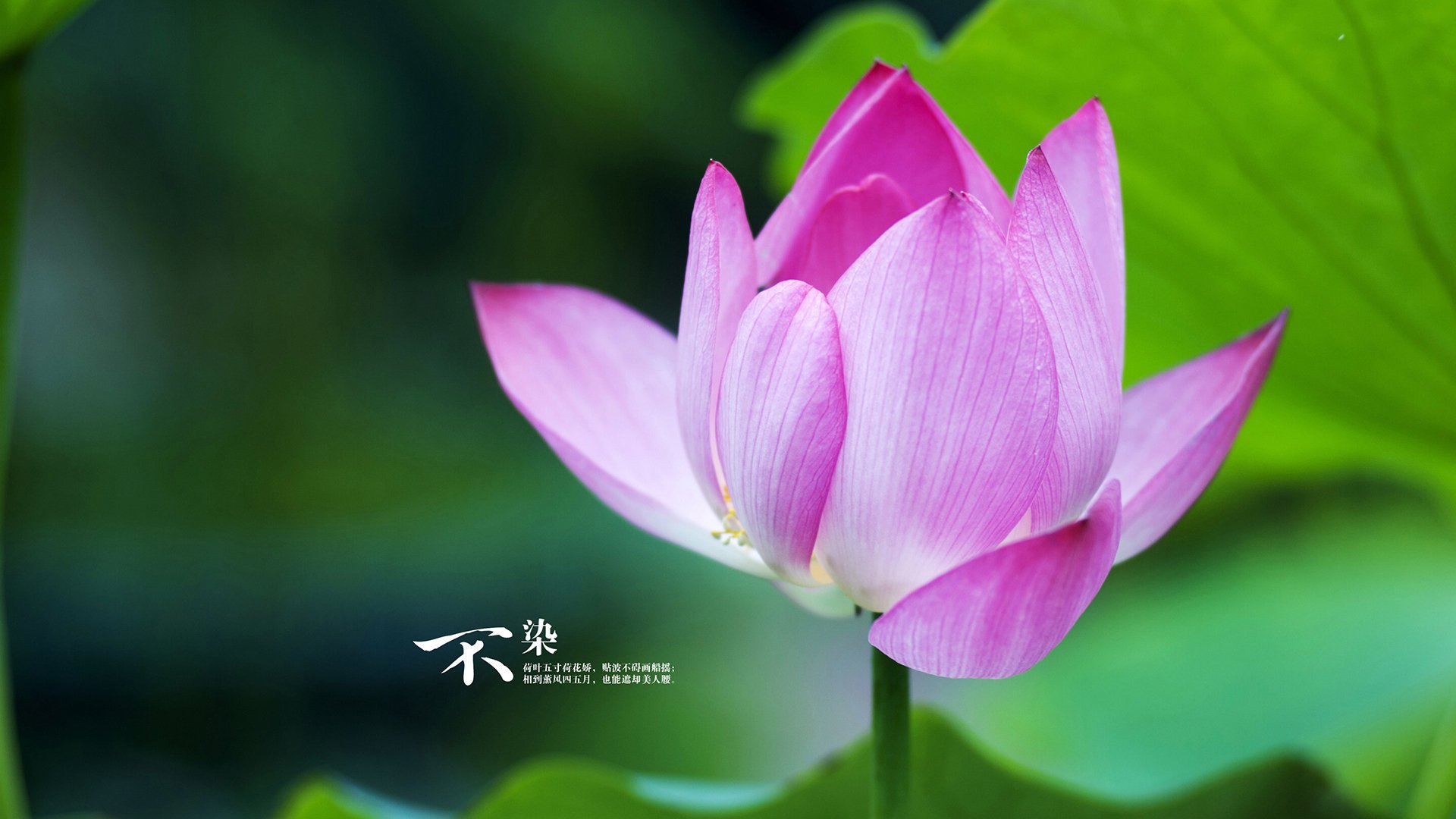 无声引擎,伦纳德如何成为湖人逆转雄鹿的转换艺术核心