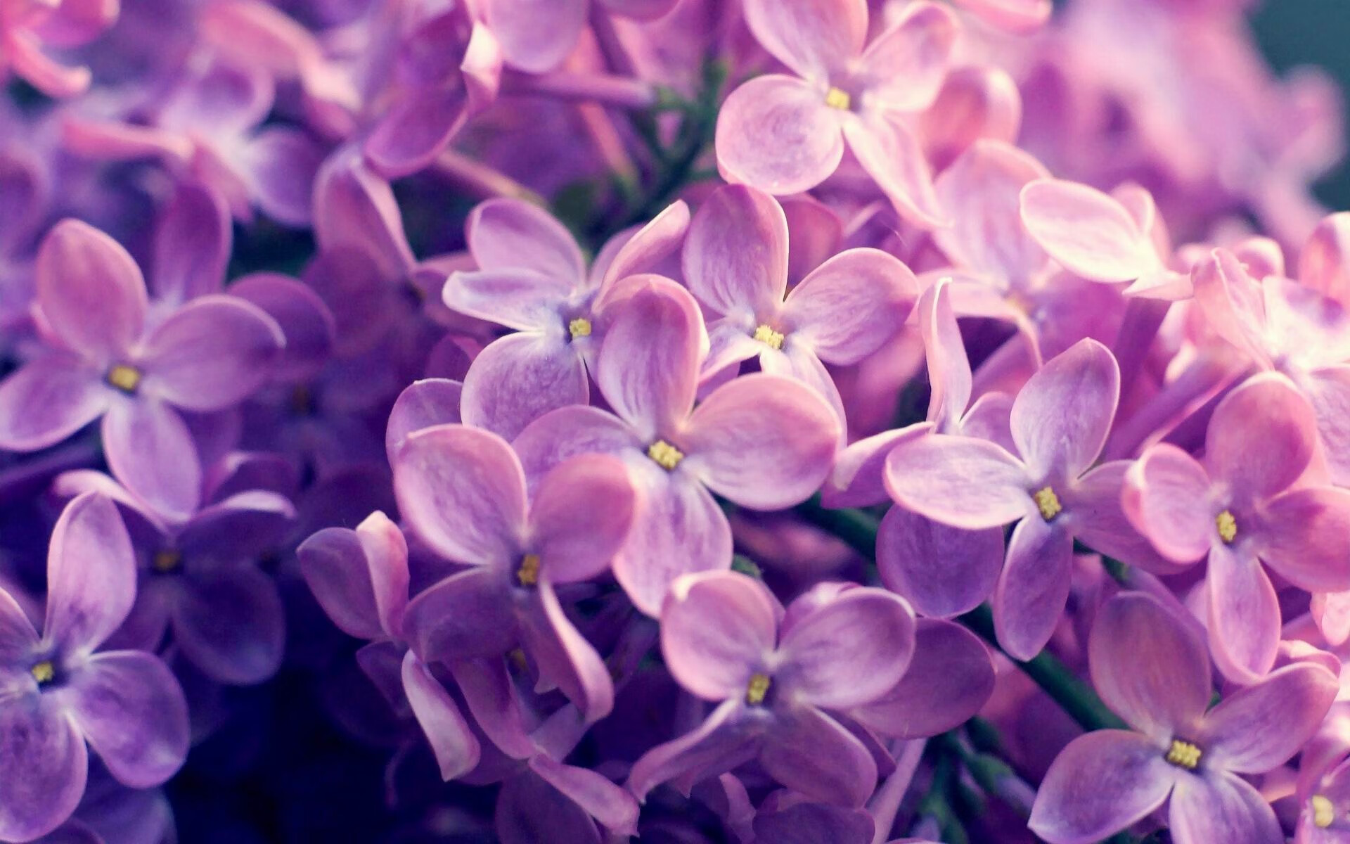 战火中的绿茵乐章，乌克兰节奏大师重塑尤文，范戴克坚盾定江山