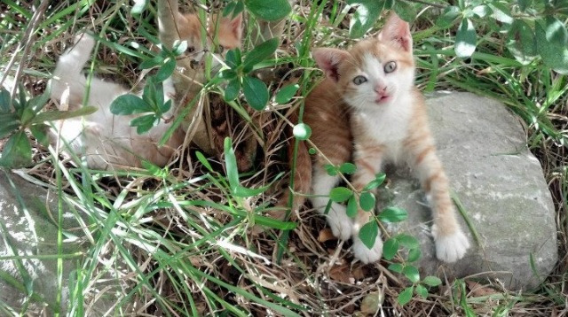 世纪碰撞！CBA的怒吼击碎北美雄风，辽宁队如何在这场超现实对决中斩落猛龙？